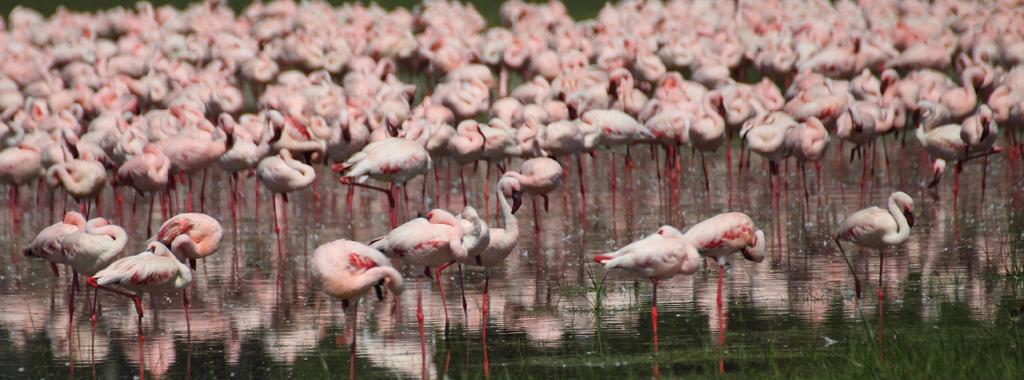 Flamingoes in lake Victoria, Kenya